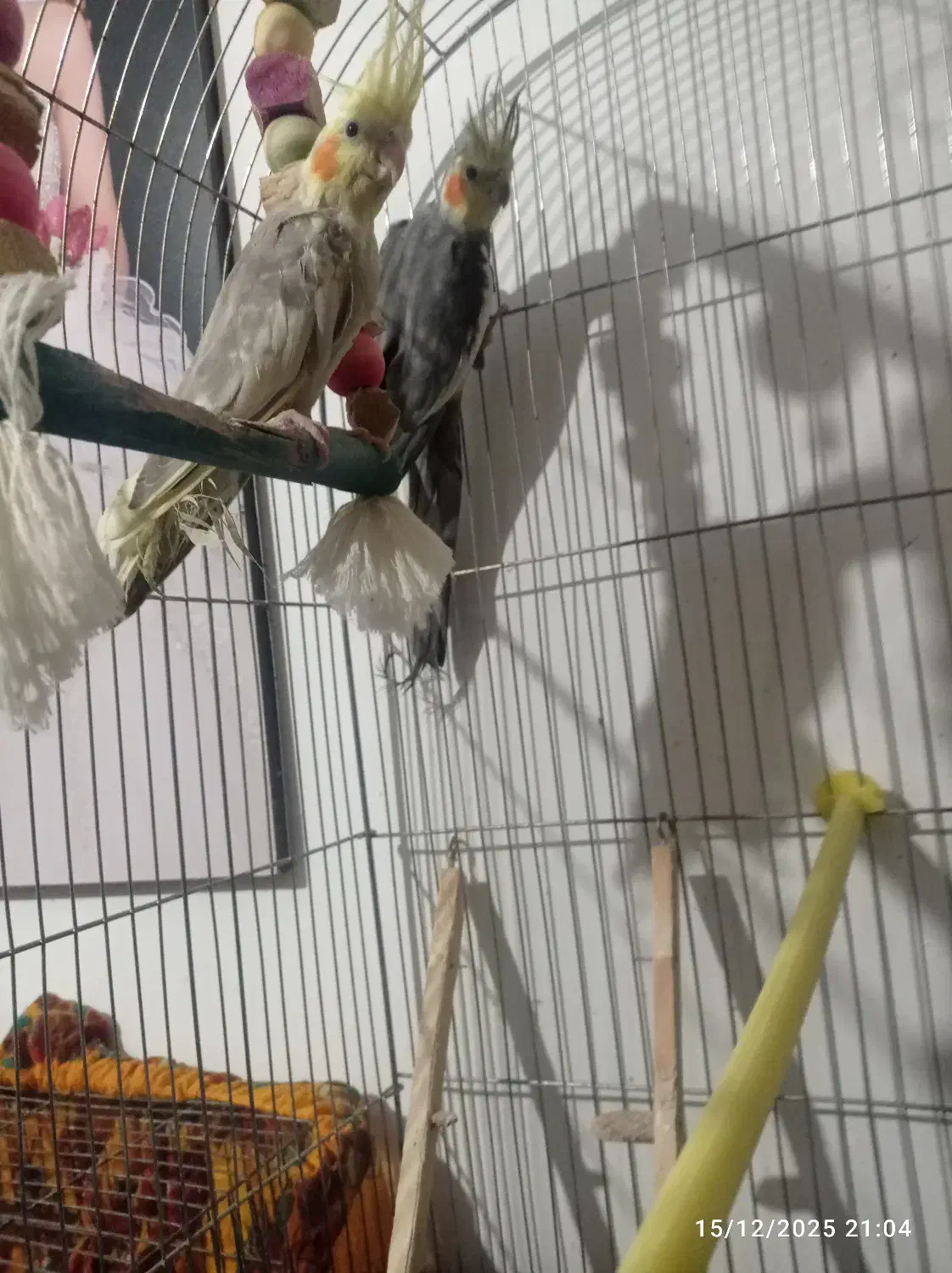 عروس هلندی فروشی ومرغ عشق|پرنده|ابهر, |دیوار