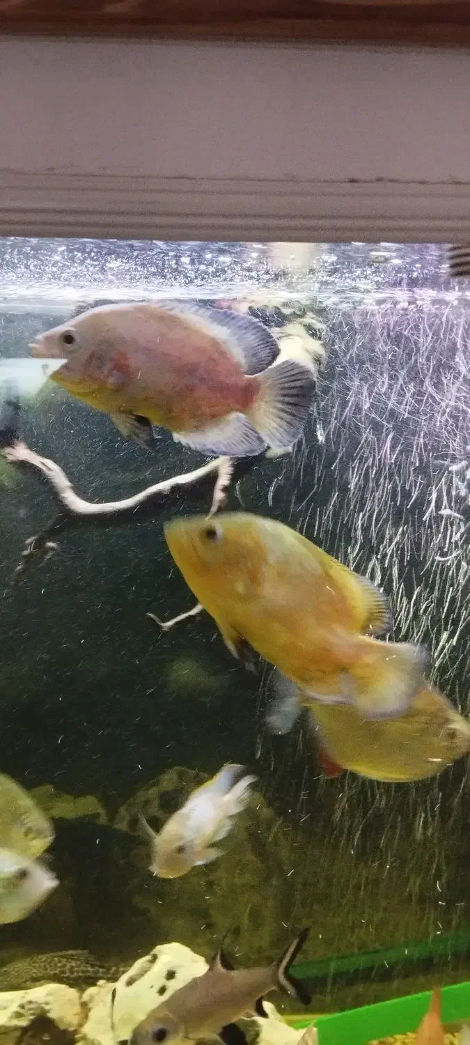 هفت عدد ماهی جهت معاوضه|ماهی|مهاجران, |دیوار