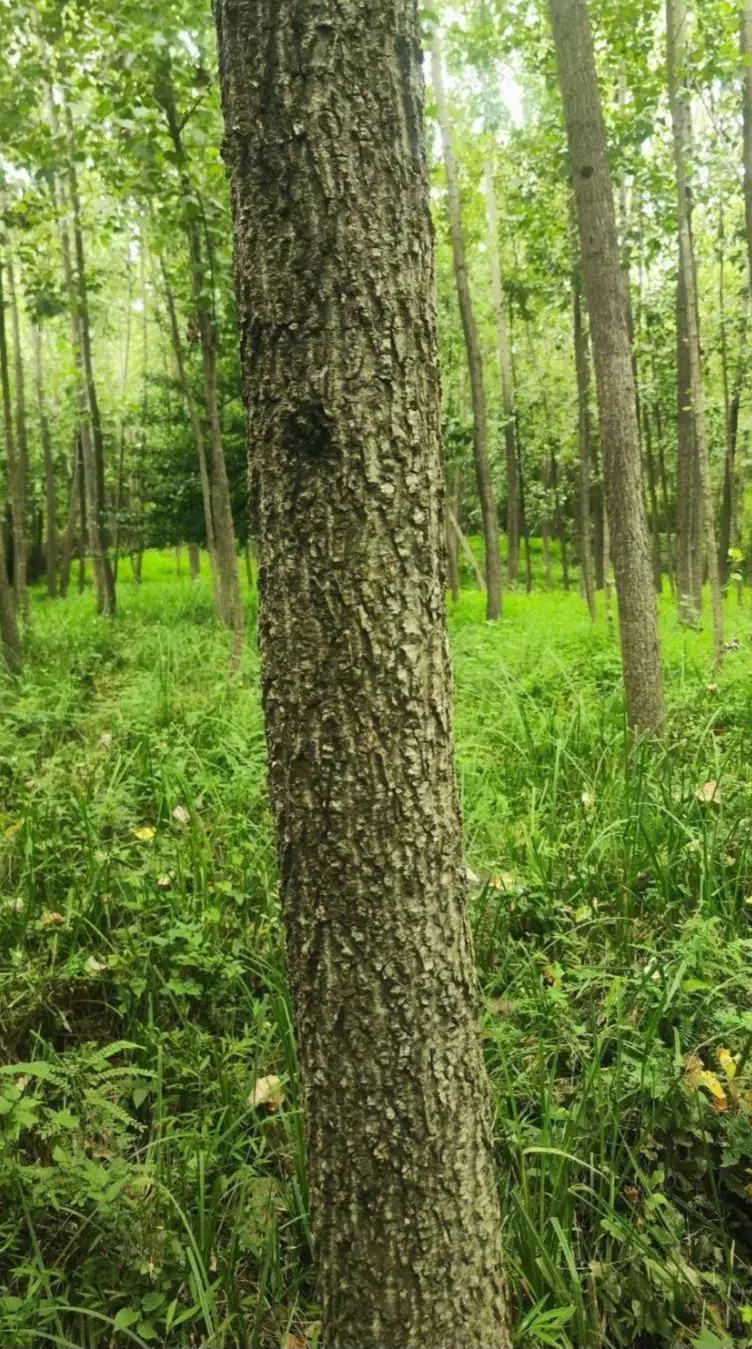 چوب|خدمات باغبانی و درختکاری|لوندویل, |دیوار