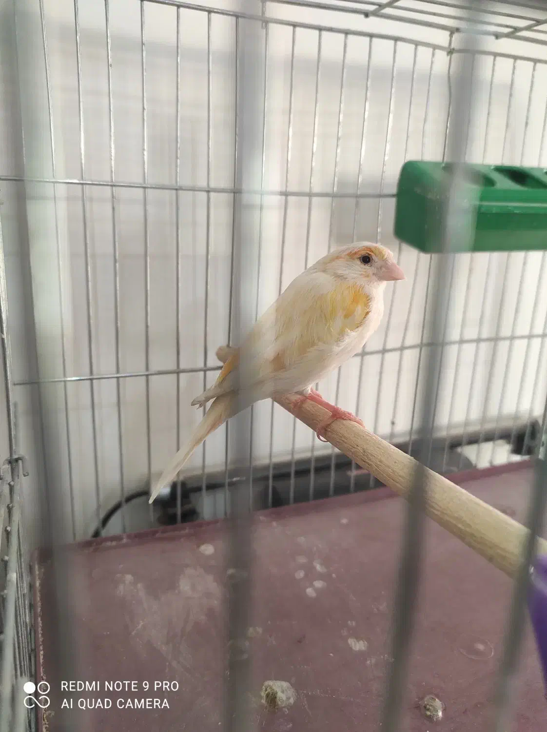 قناری ماده موزاییکی|پرنده|کرج, شاهینویلا|دیوار