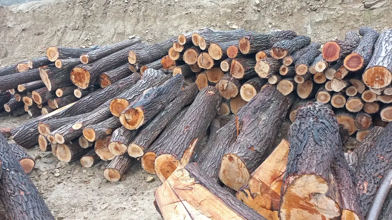 خریدار درخت چوب گردو بید سفیدار کبوده|خدمات باغبانی و درختکاری|سیسخت, |دیوار