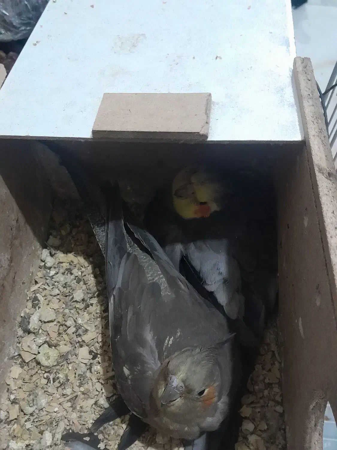 عروس هلندی|پرنده|شادگان, |دیوار