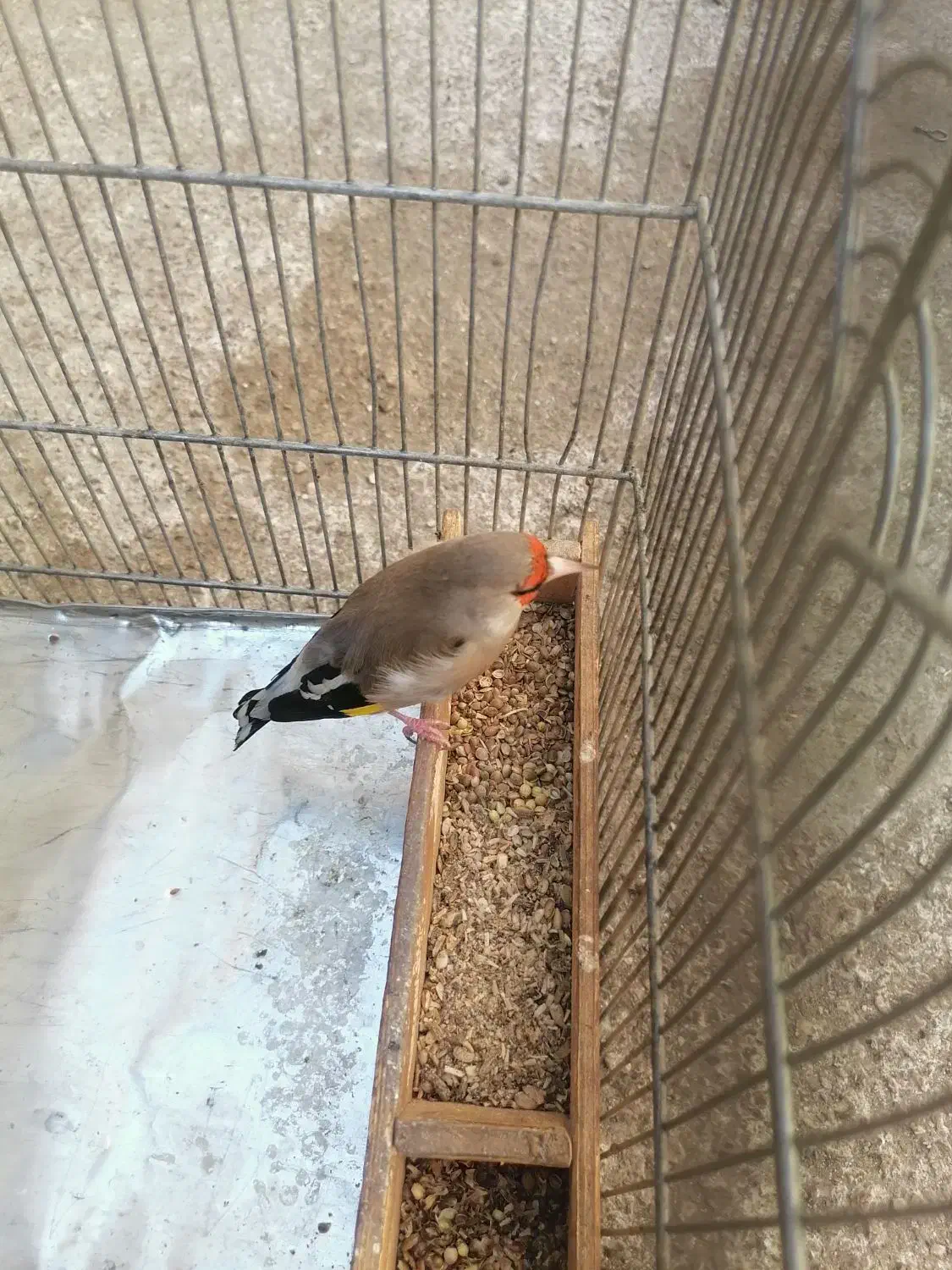 سهره کرمونی جوجه بزرگ شده زیر دهنی|پرنده|شیراز, انجیر|دیوار