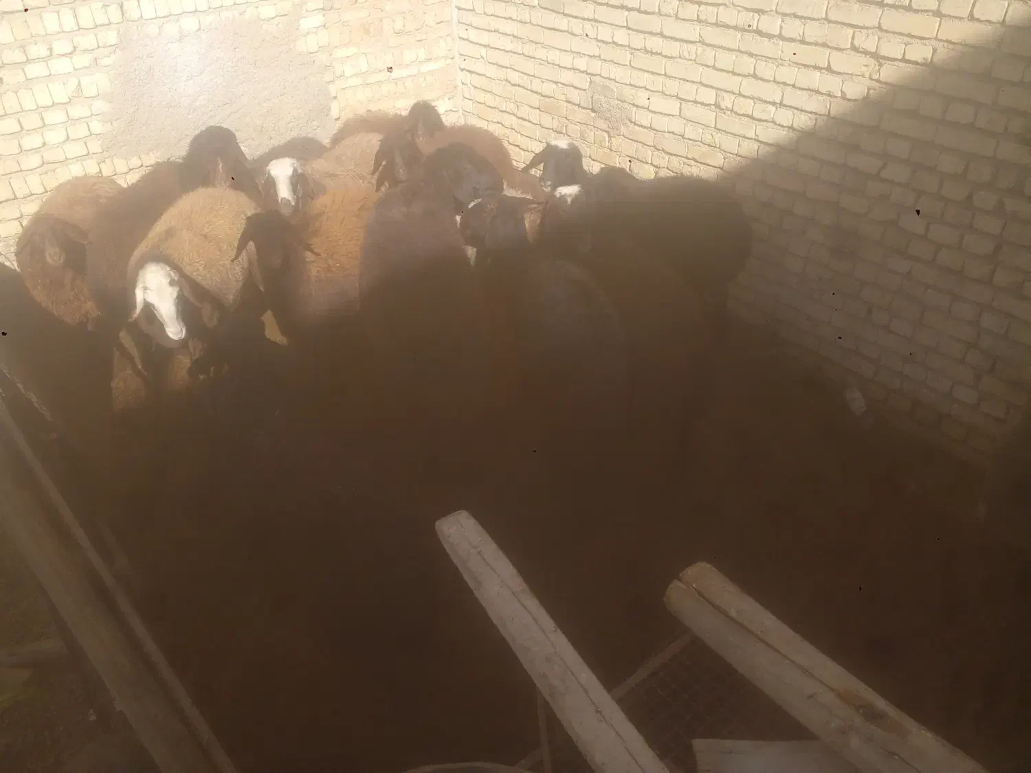 ۱۵راس شیشک ابستن زایده قزل افشار|حیوانات مزرعه|فریدونشهر, |دیوار