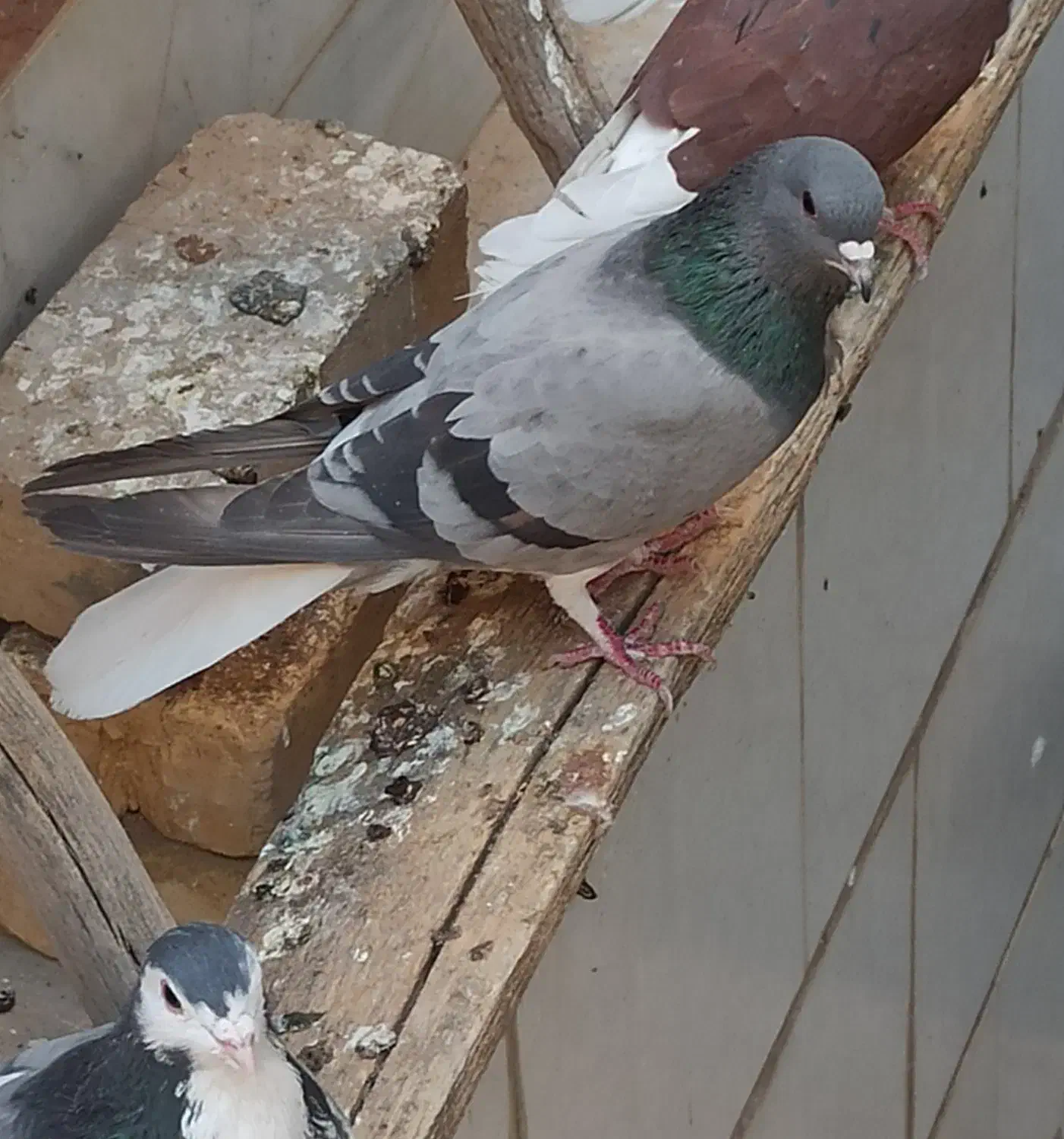 دمگیر|پرنده|اصفهان, باغ زرشک|دیوار