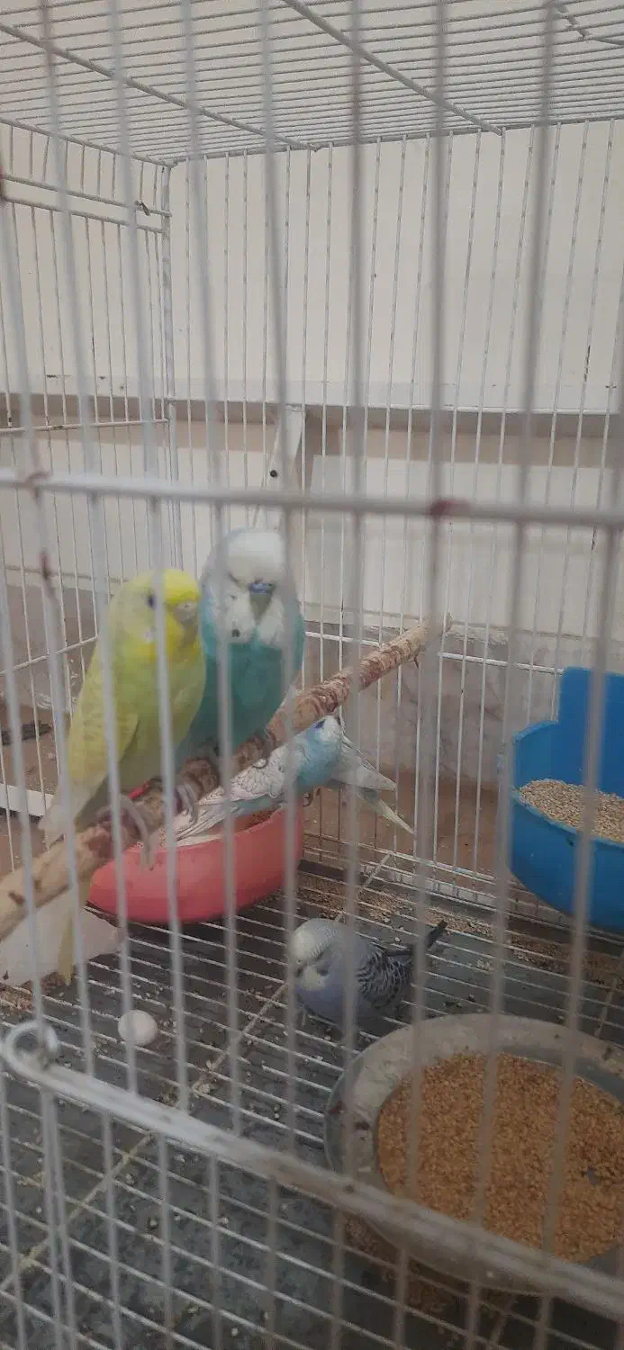 مرغ عشق|پرنده|نیشابور, محله میدان باغات|دیوار