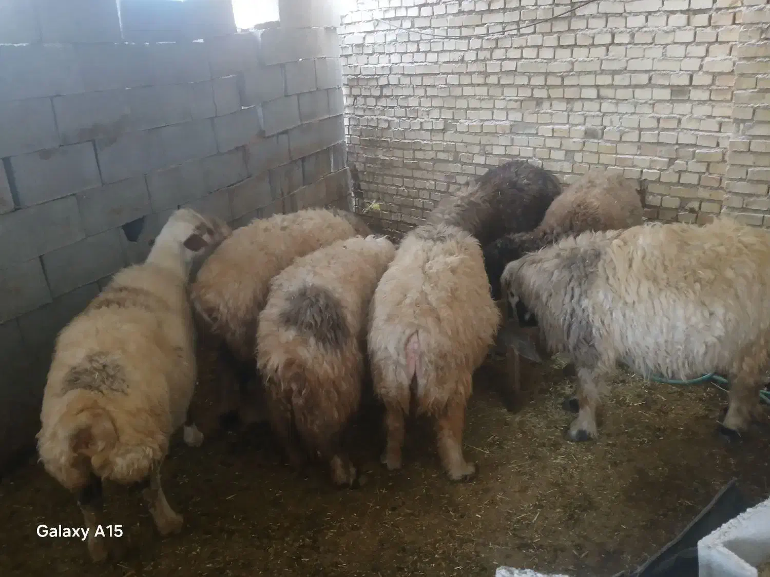 میش داشتی|حیوانات مزرعه|خانمیرزا, |دیوار