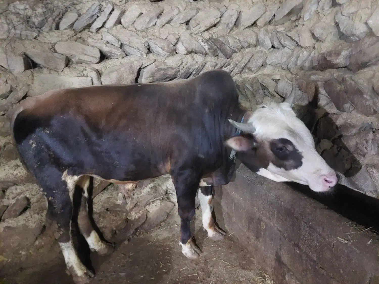 گوساله نر نافدار|حیوانات مزرعه|کجور, |دیوار