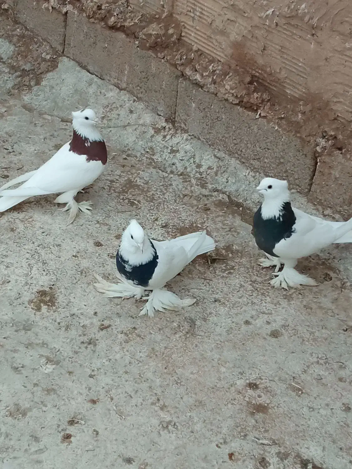 کبوتر طوقی|پرنده|کشکسرای, |دیوار