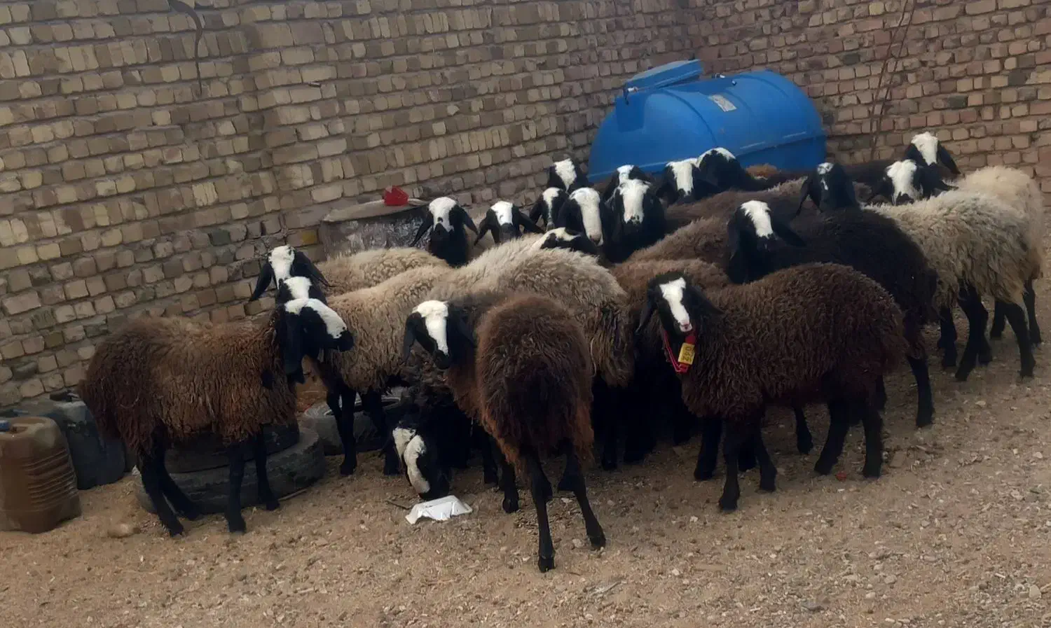 شیشک و تقلی|حیوانات مزرعه|قزوین, |دیوار