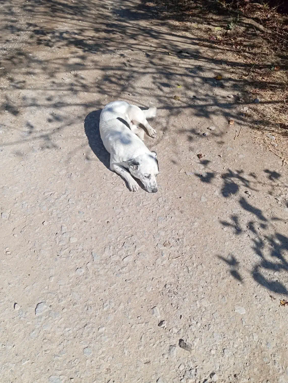 سگ پاکوتاه خوب|سگ|میاندوآب, |دیوار