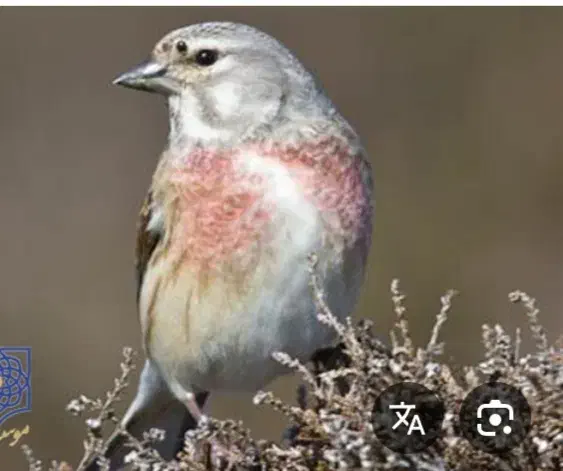 سهره کرمانی|پرنده|تبریز, |دیوار