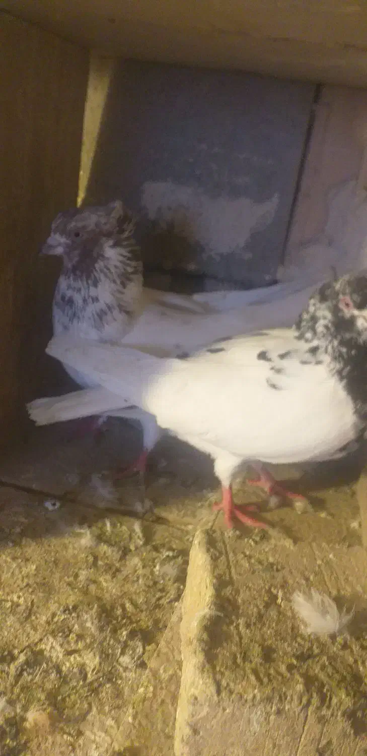 کفتر کله ای|پرنده|بستان آباد, |دیوار