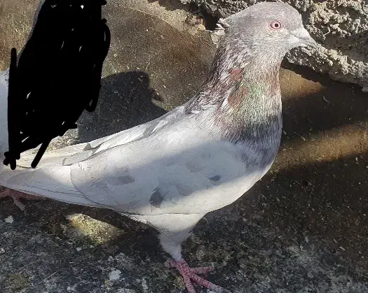 ۲تانر|پرنده|اصفهان, سودان|دیوار