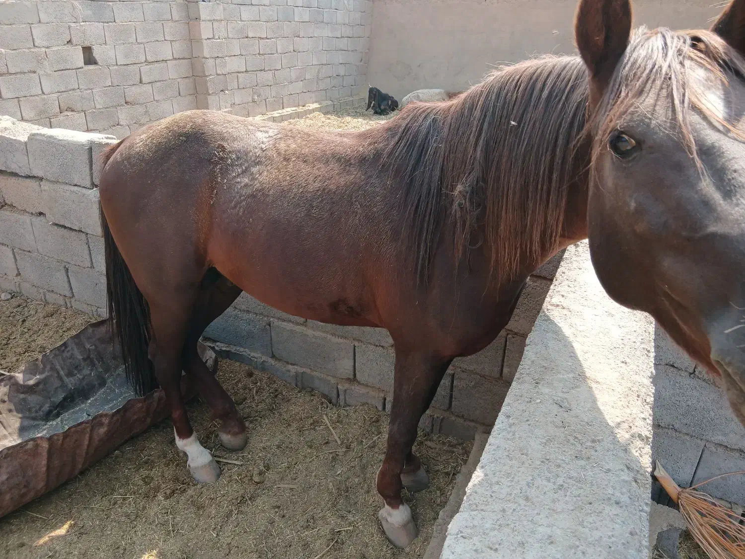 اسب نژاد کرد عرب|اسب و تجهیزات اسبسواری|بم, |دیوار