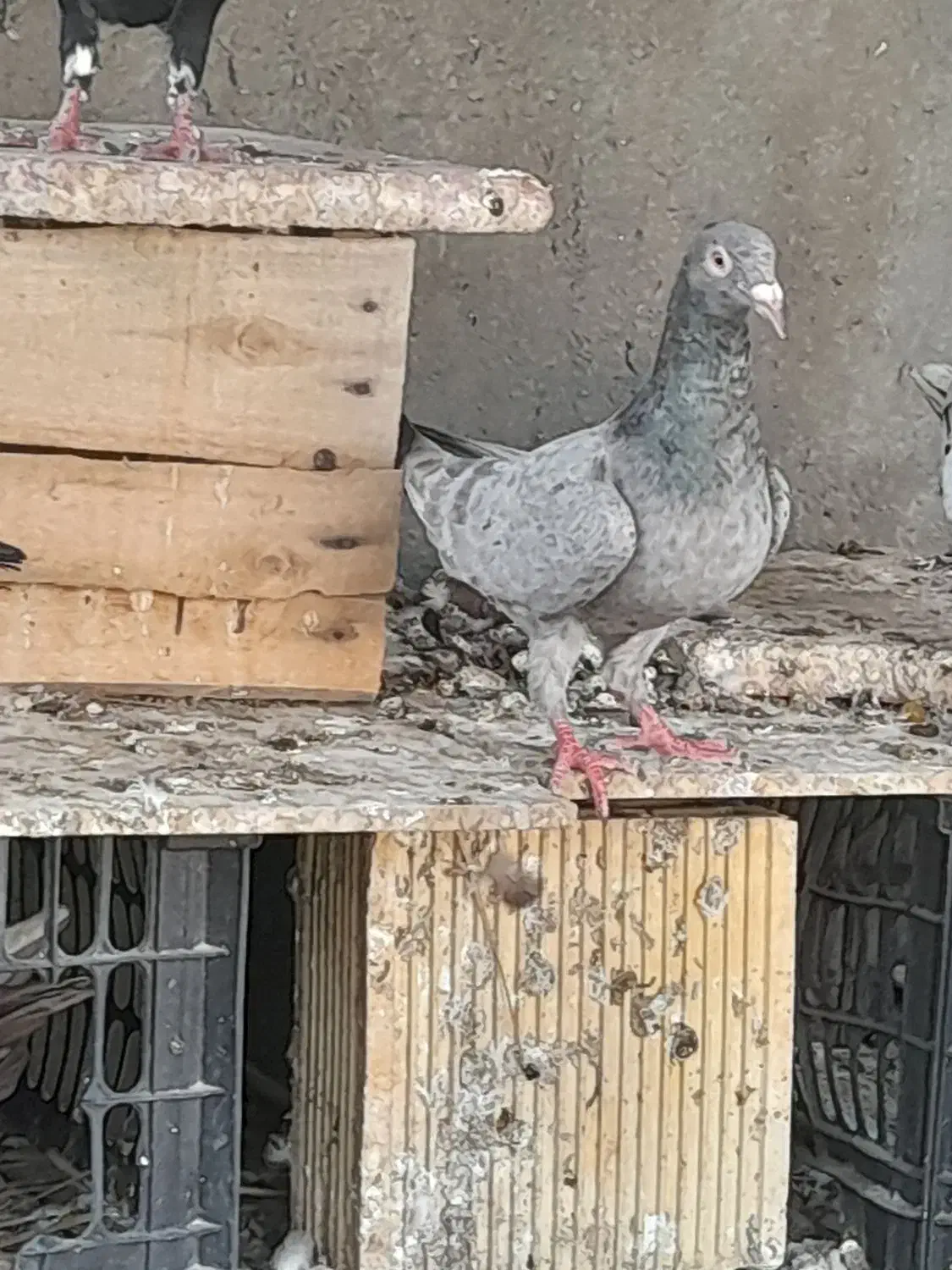 کبوتر سرو ماده|پرنده|شیراز, ارم|دیوار