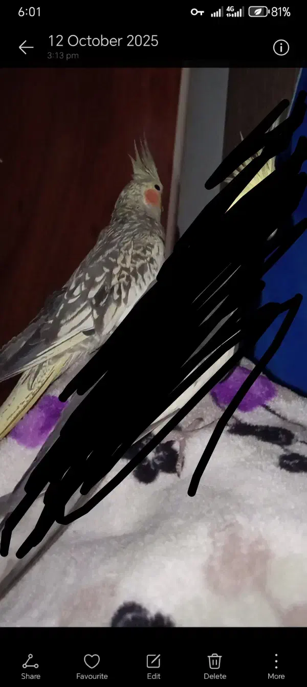 گمشده ها|حیوانات|کرمانشاه, |دیوار