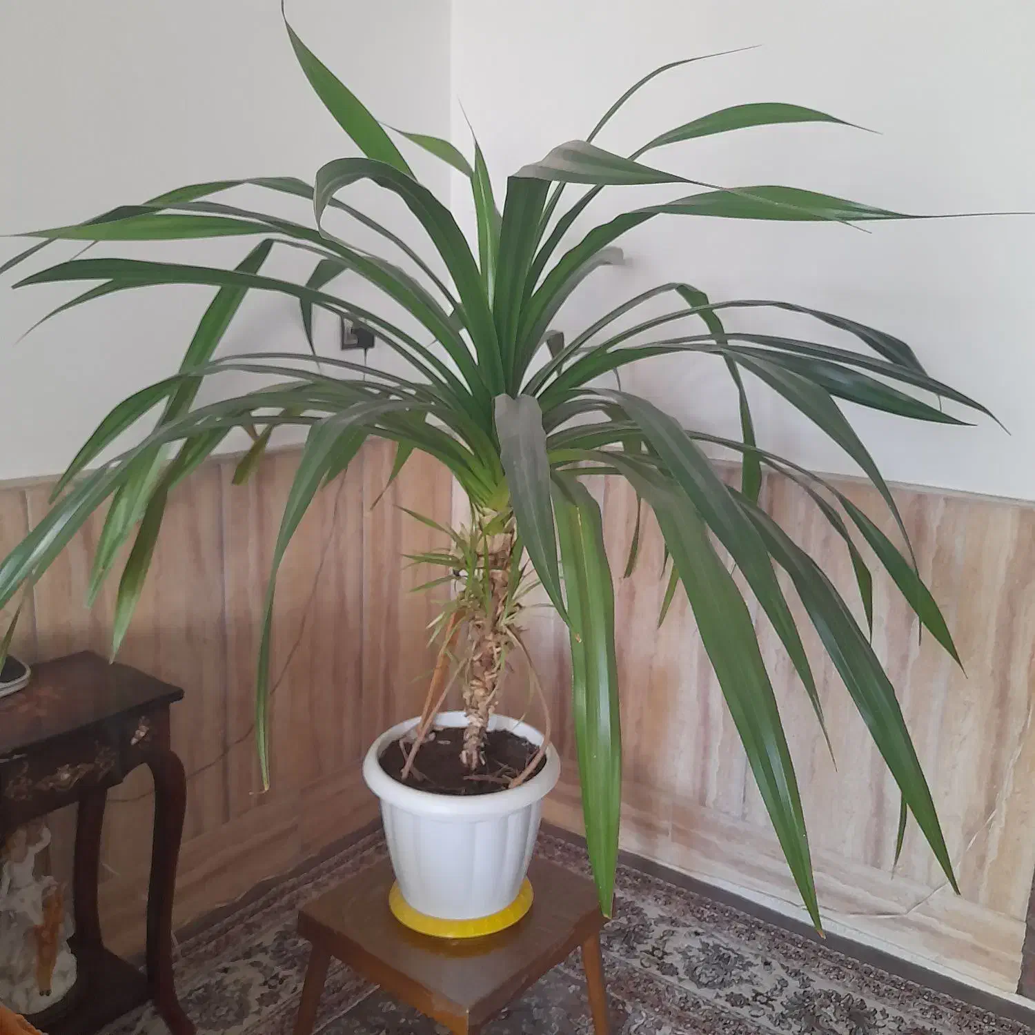 گل طبیعی|گل و گیاه طبیعی|نیشابور, کوی حسینی|دیوار