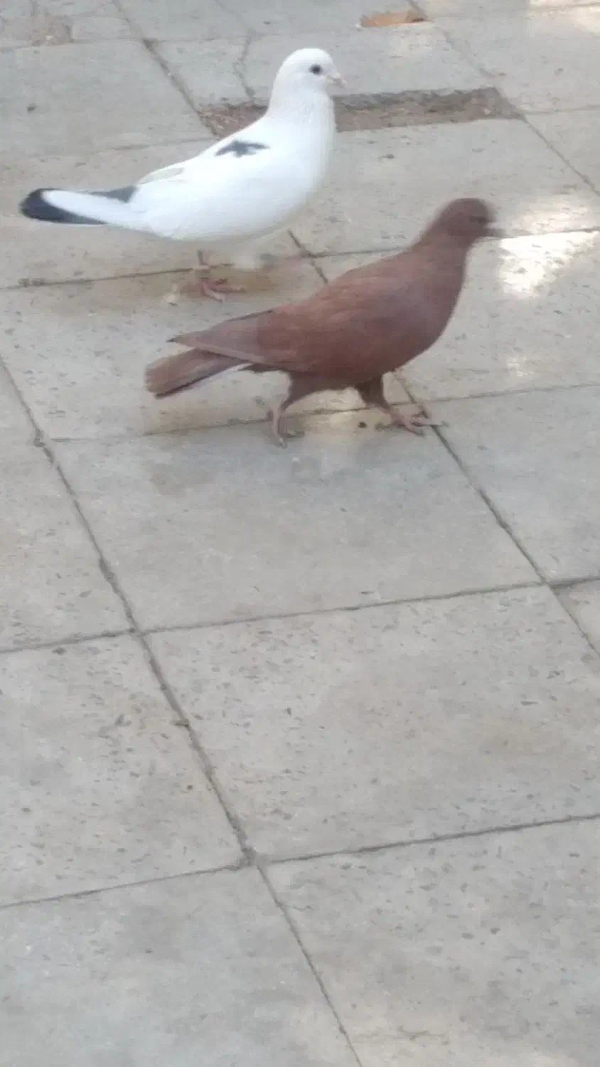 کفتر|پرنده|گلباف, |دیوار