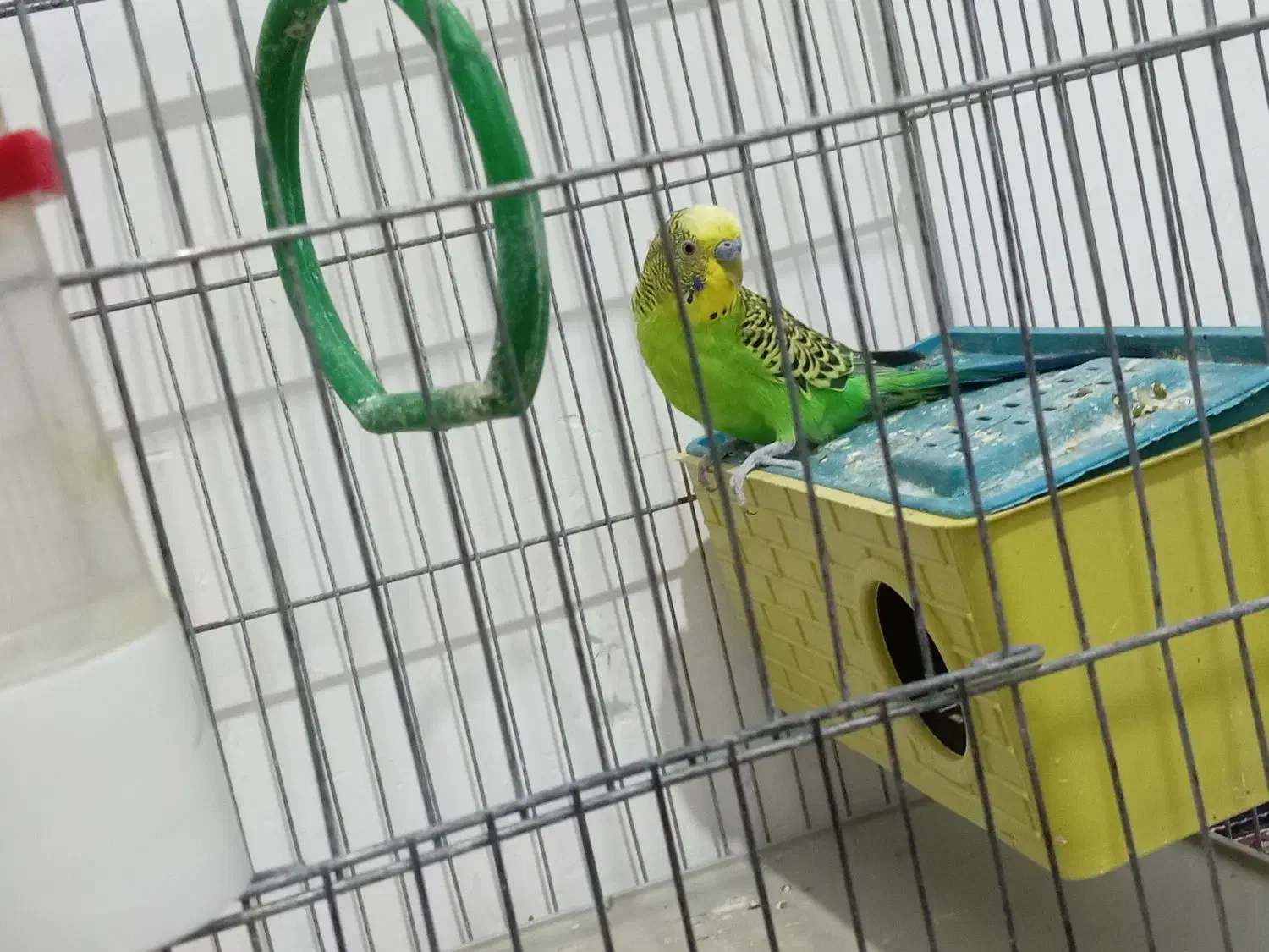 پرنده ای مرغ عشق|پرنده|کازرون, |دیوار