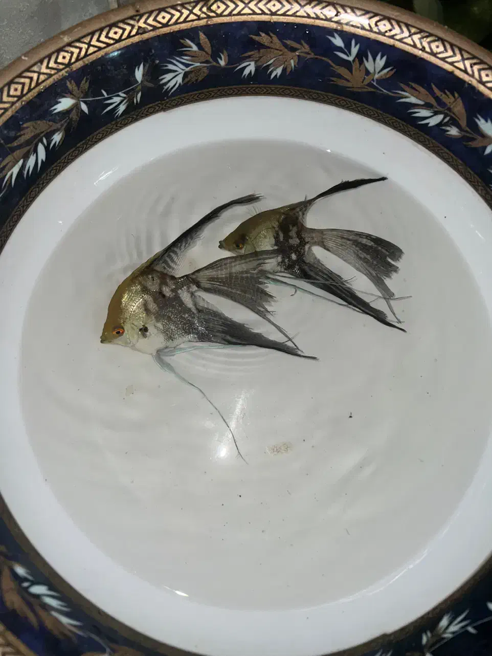 ماهی آنجل|ماهی|میاندوآب, |دیوار