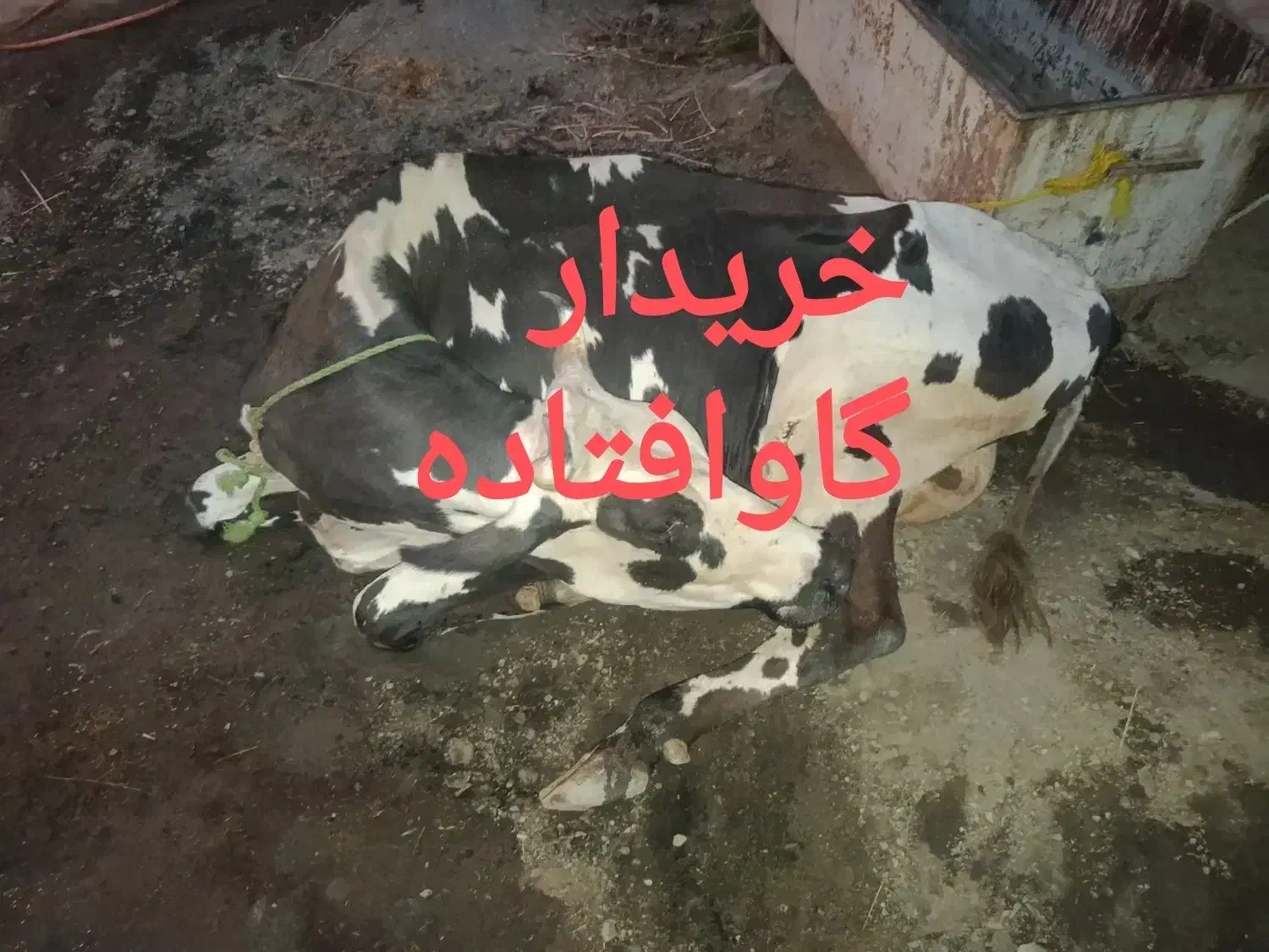 معامله گاو|حیوانات مزرعه|کوهدشت, |دیوار