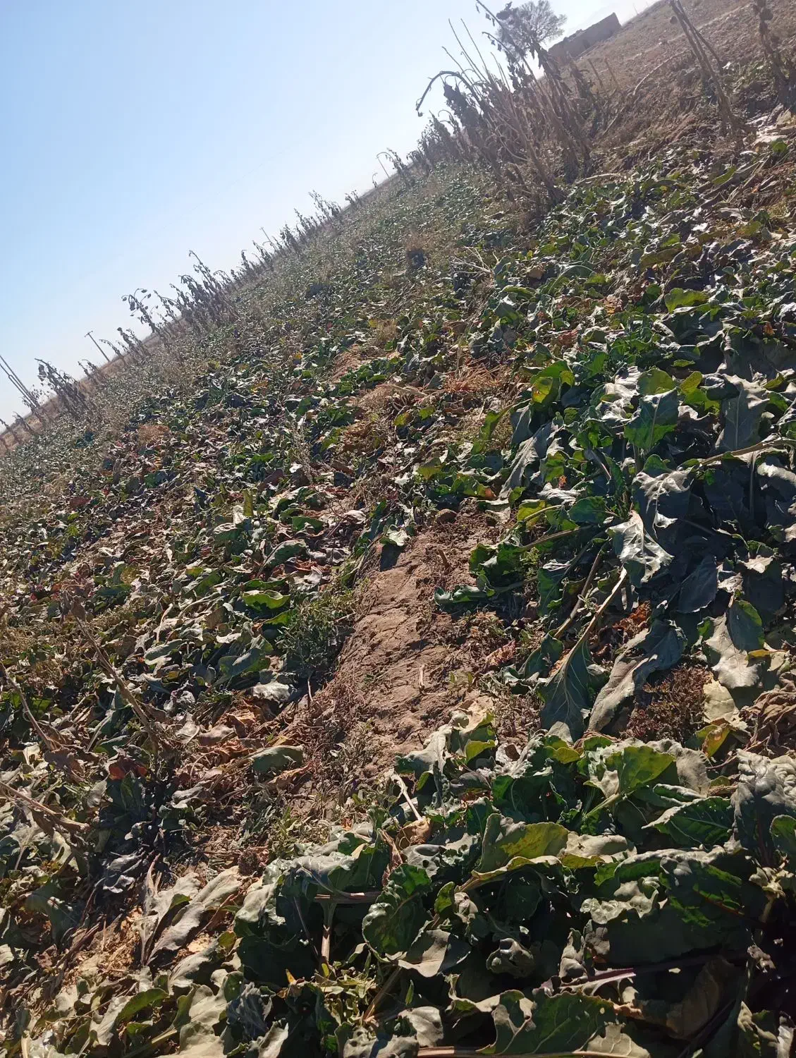 چقندر|خوردنی و آشامیدنی|فیروزه, |دیوار