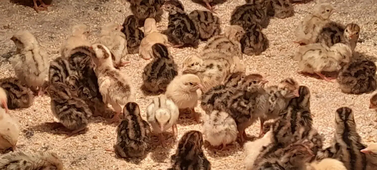 فروش جوجه بلدرچین ۳روزه ومرغ سلطان|حیوانات مزرعه|باوی, |دیوار