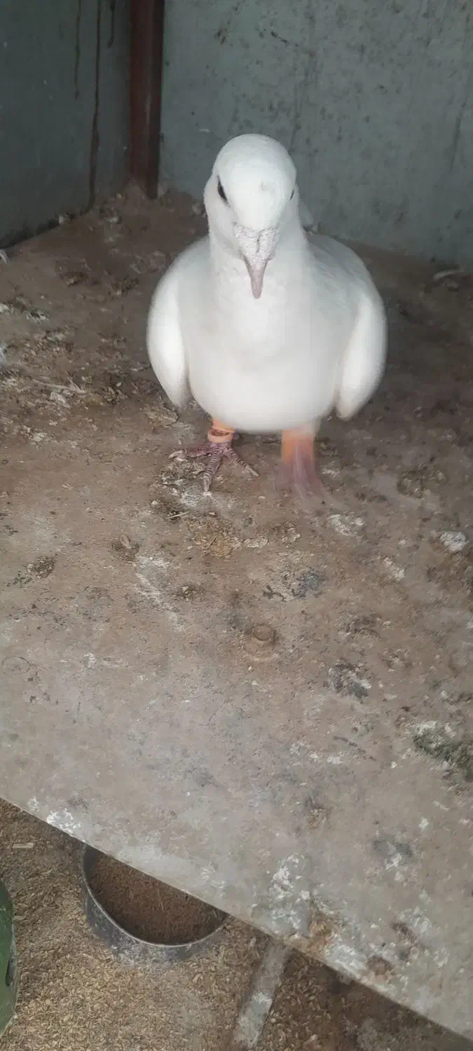 کفتر پرشی|حیوانات|نیشابور, مازول|دیوار