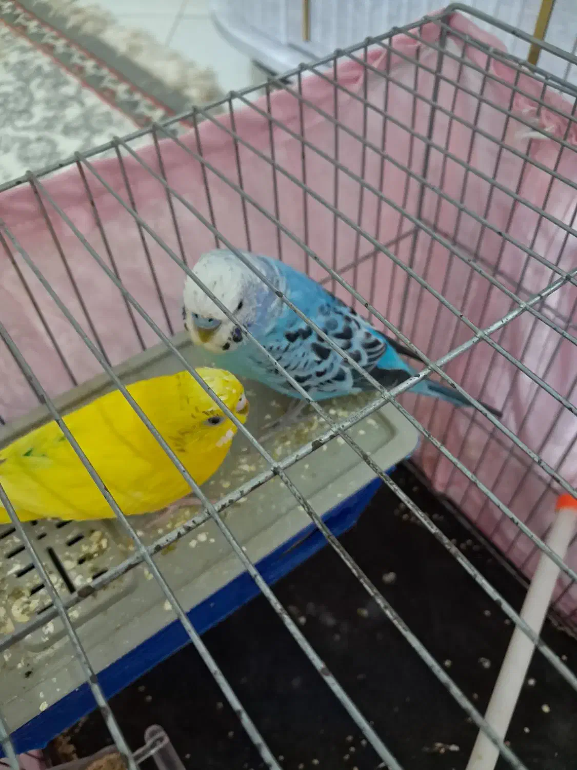 طوطی برزیلی مرغ عشق جفت|پرنده|پاکدشت, پاکدشت (مامازند)|دیوار