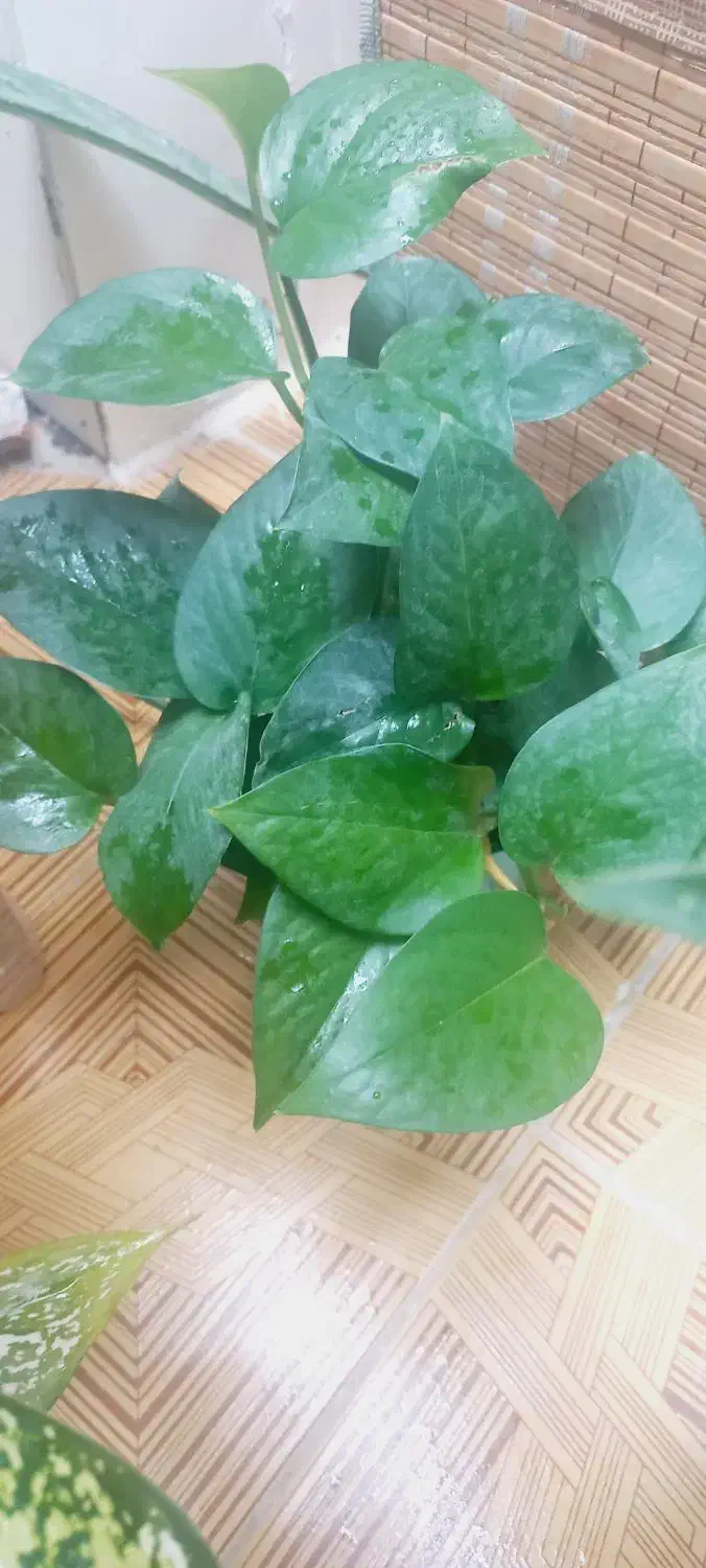 فروشی|گل و گیاه طبیعی|زابل, |دیوار