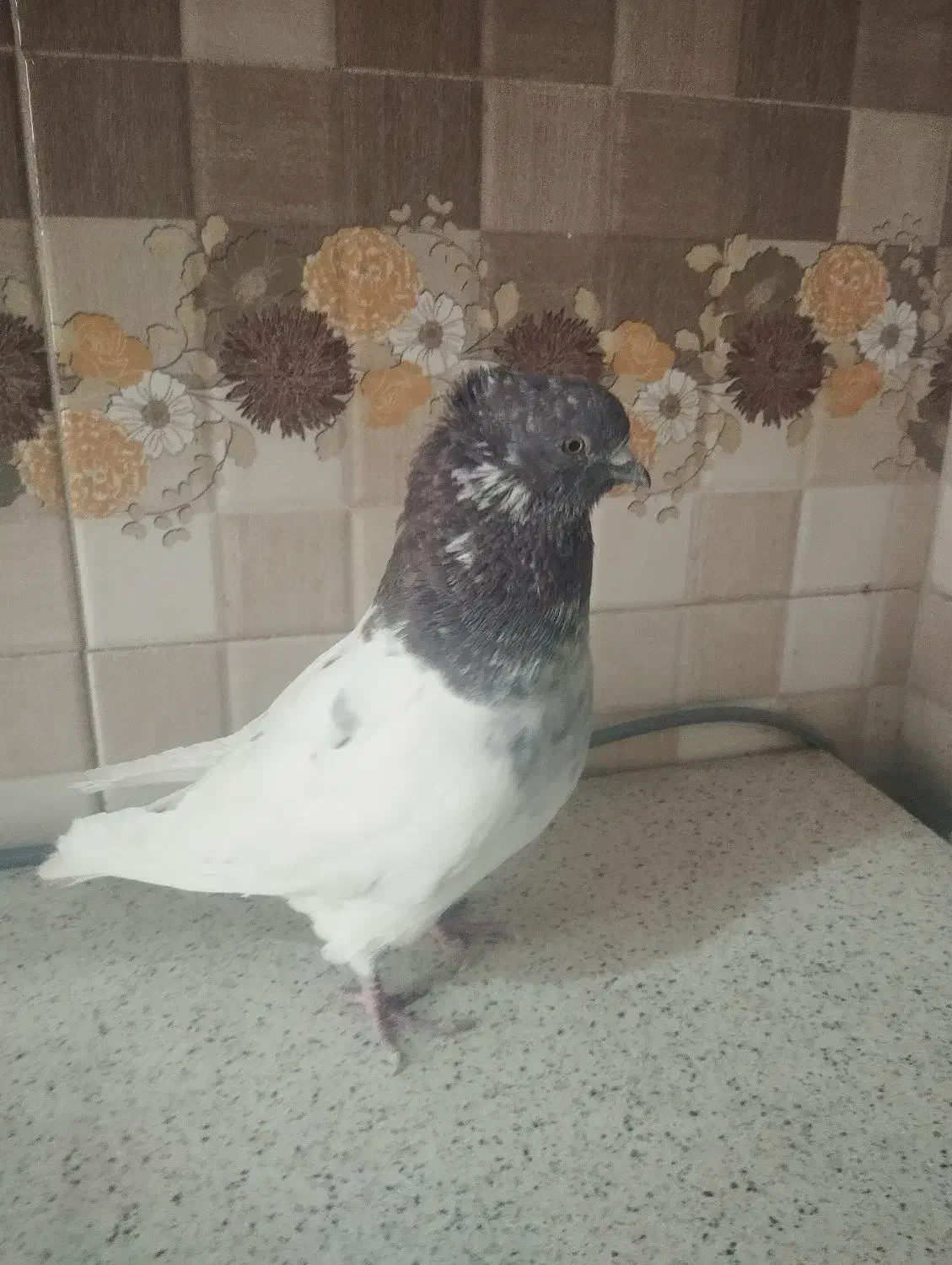 کبوتر|پرنده|تهران, بلورسازی|دیوار