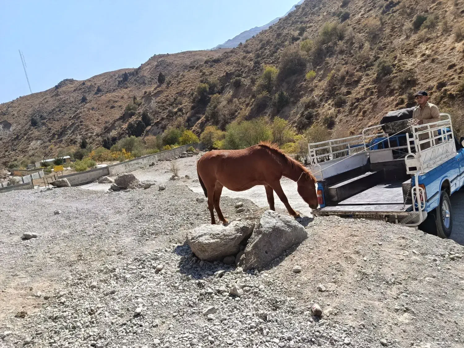 اسب ابستن درشور باکره دوساله|اسب و تجهیزات اسبسواری|یاسوج, |دیوار