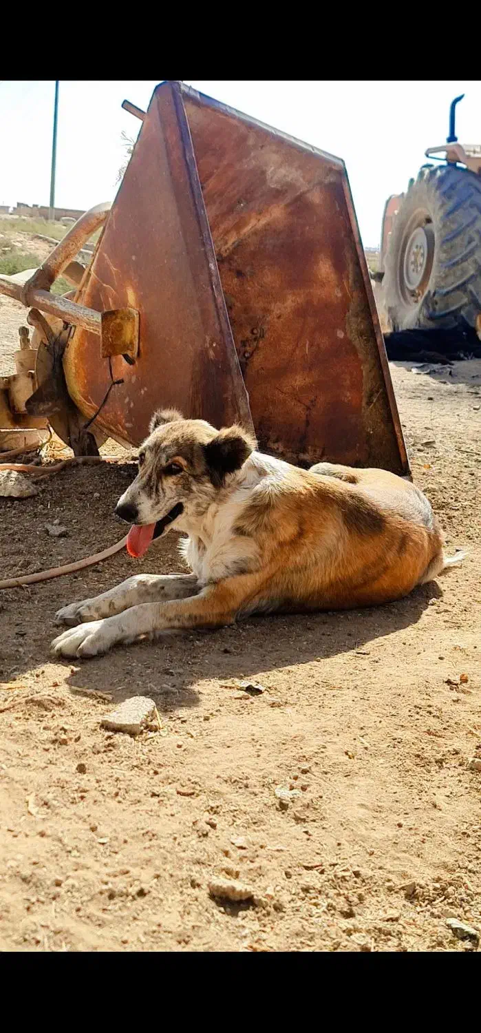 واگزاری سگ گله ایی|سگ|سمنان, |دیوار