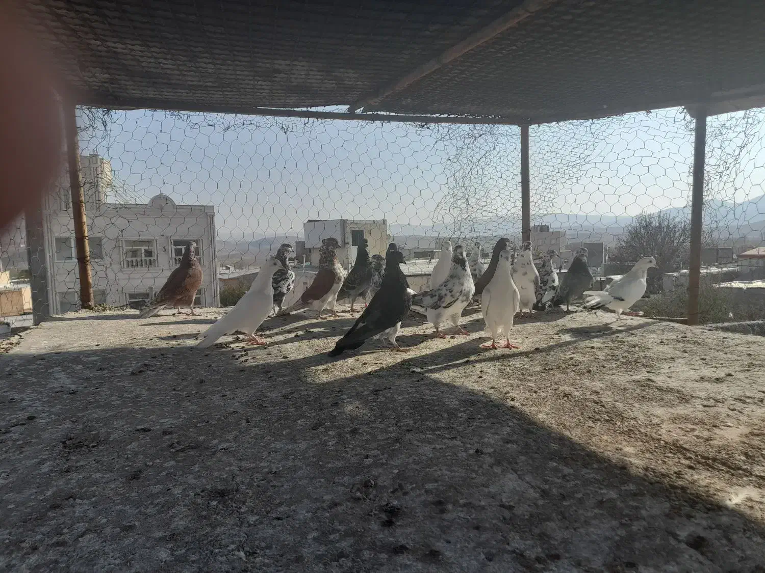 فروش کفتر خوب به شرت میدم|پرنده|نیر (اردبیل), |دیوار