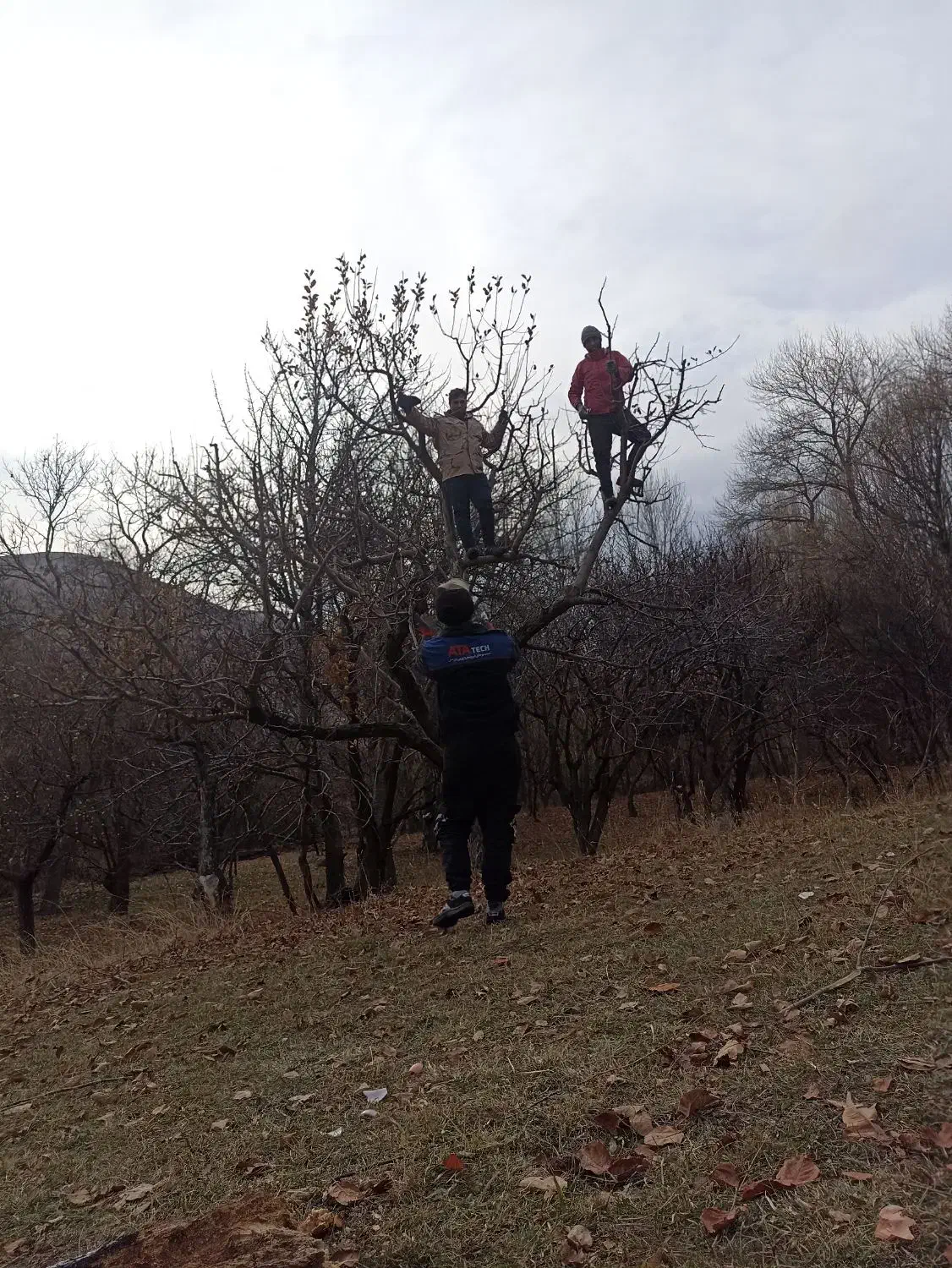 حرس کاری و کاشت درخت|خدمات باغبانی و درختکاری|شاهدشهر, |دیوار