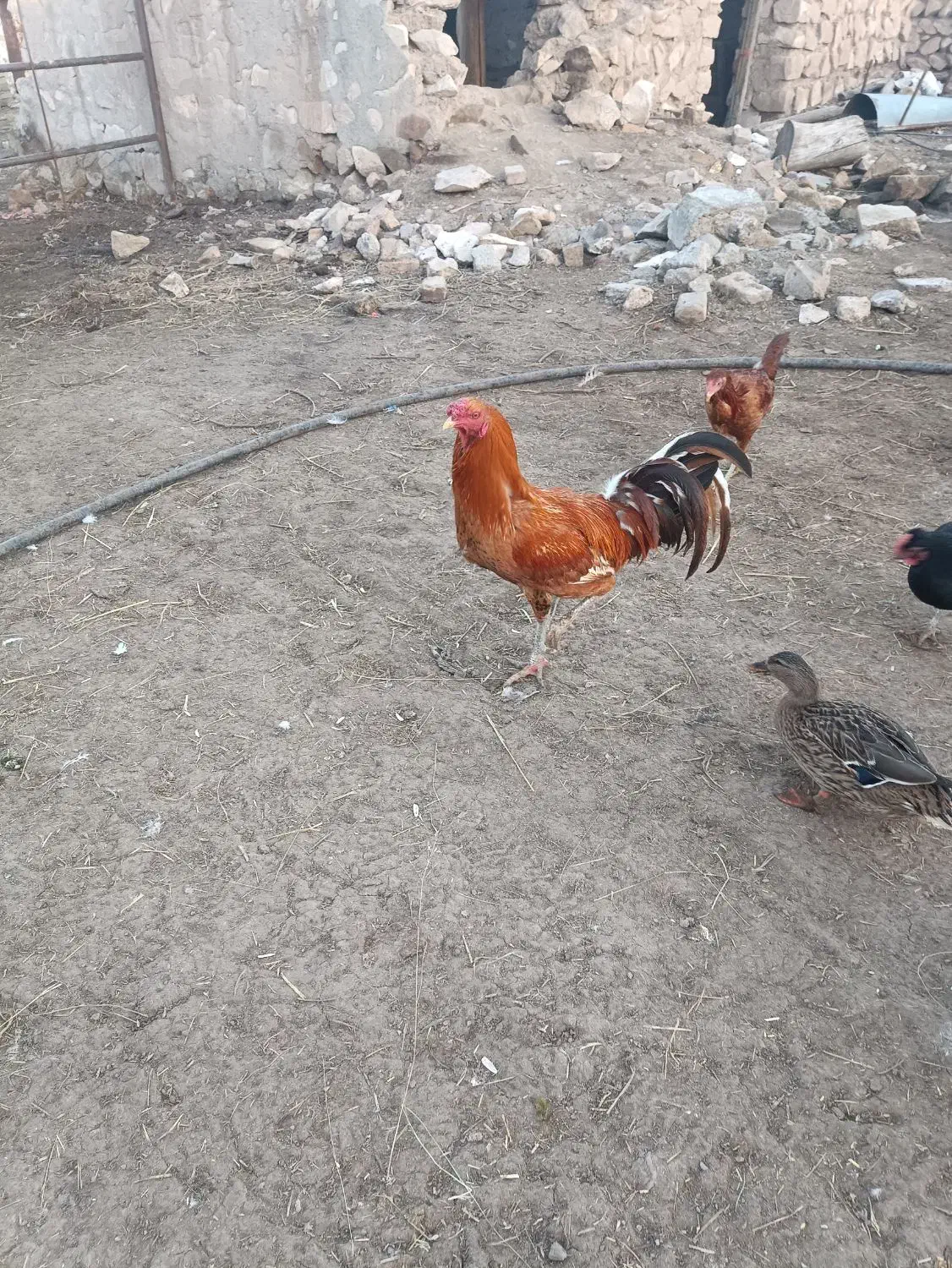 پرنده|حیوانات مزرعه|قزوین, |دیوار