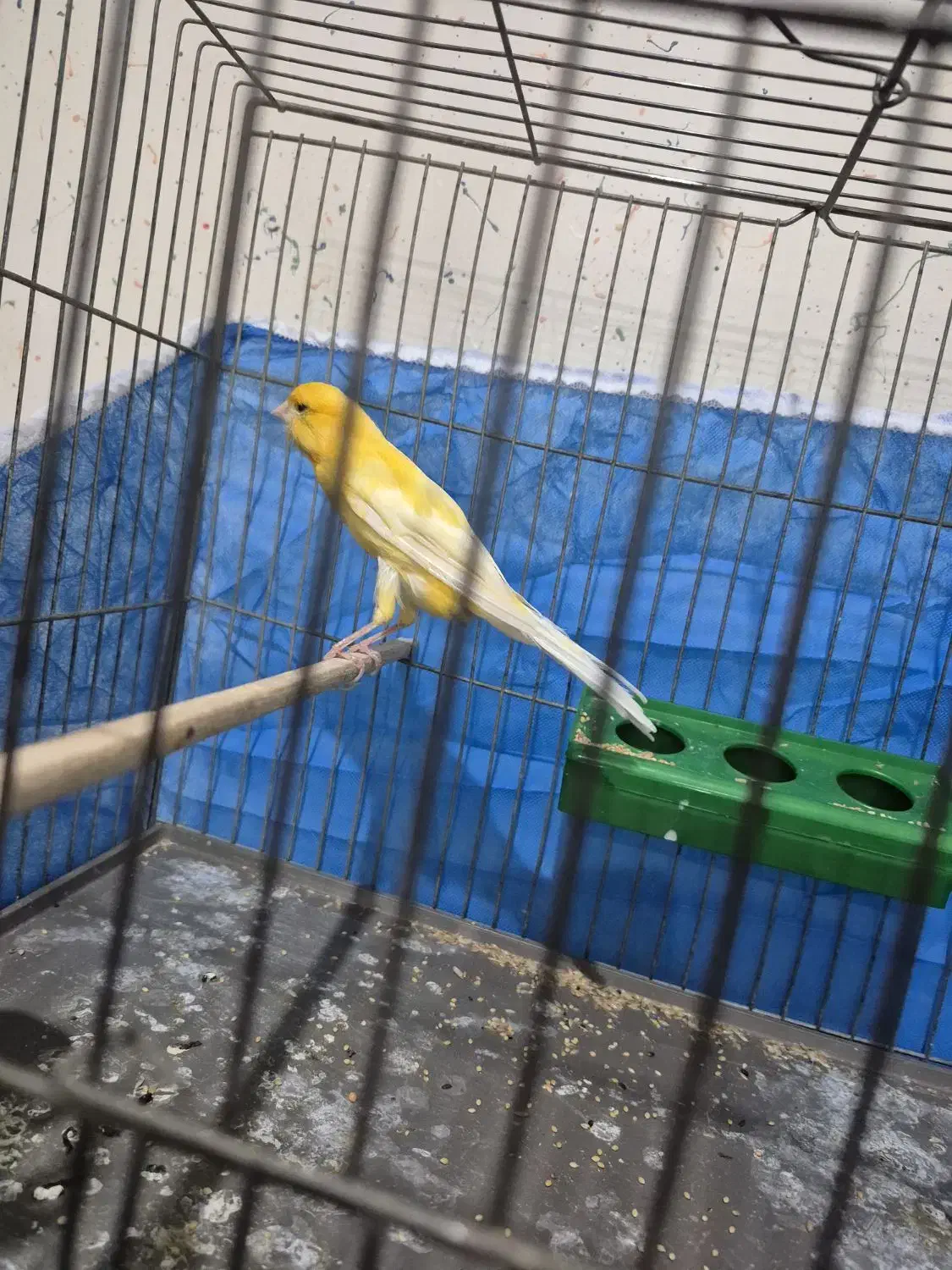 قناری زیبا وکشیده|پرنده|فرخ‌شهر, |دیوار