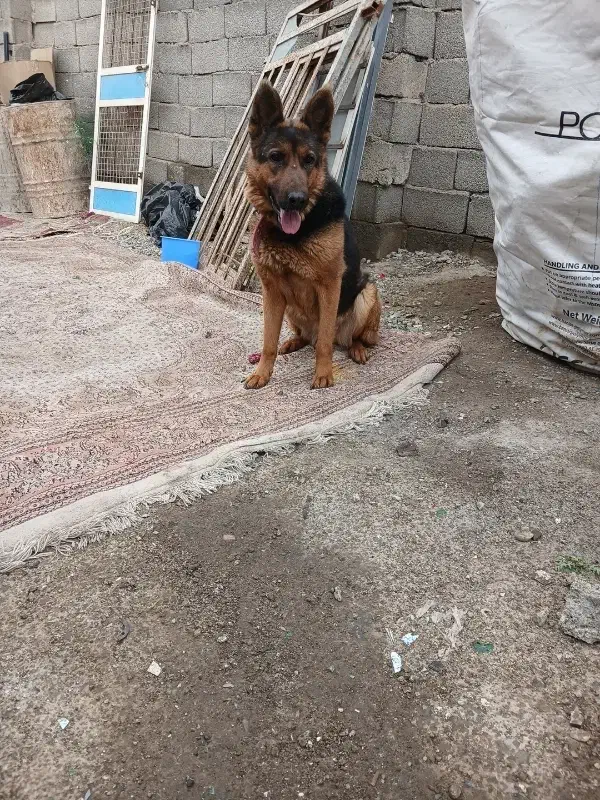 سگگ|سگ|کرج, آق تپه|دیوار