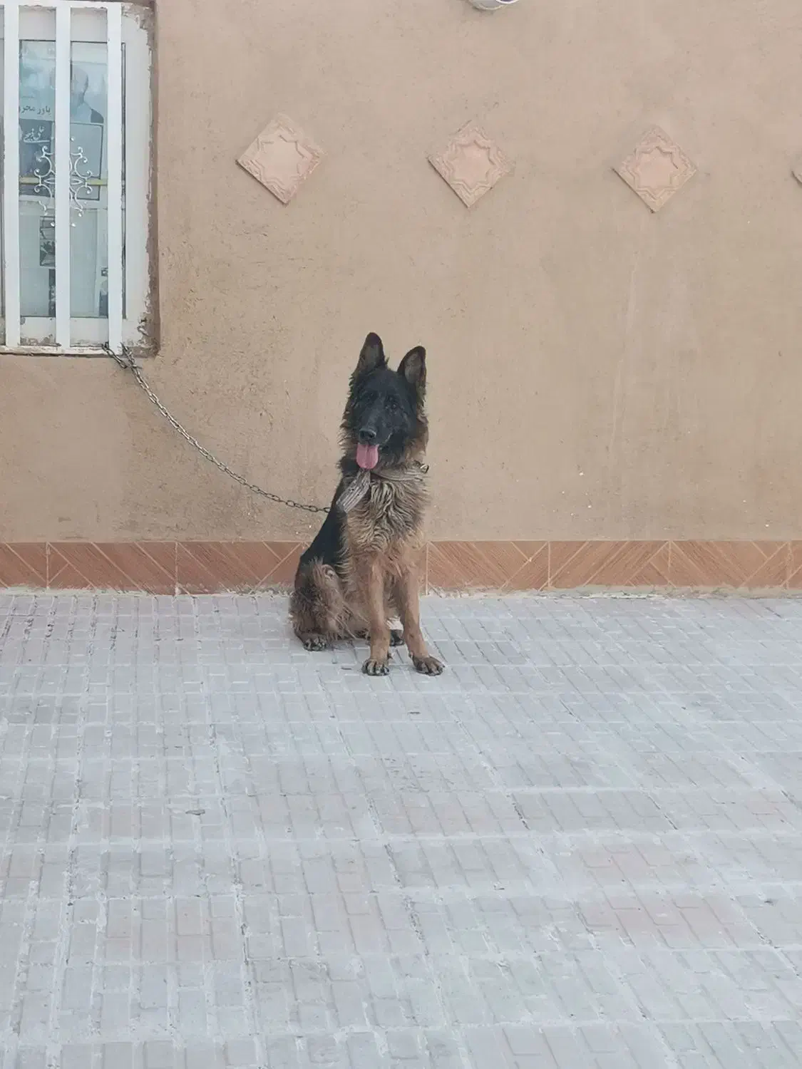 ژرمن ماده قابل معاوضه|سگ|کرمان, |دیوار