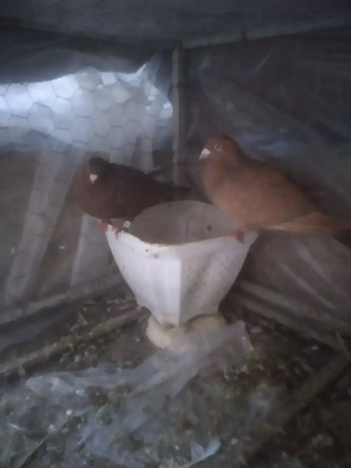 کبوتر|پرنده|مشهد, شهید جنگی|دیوار