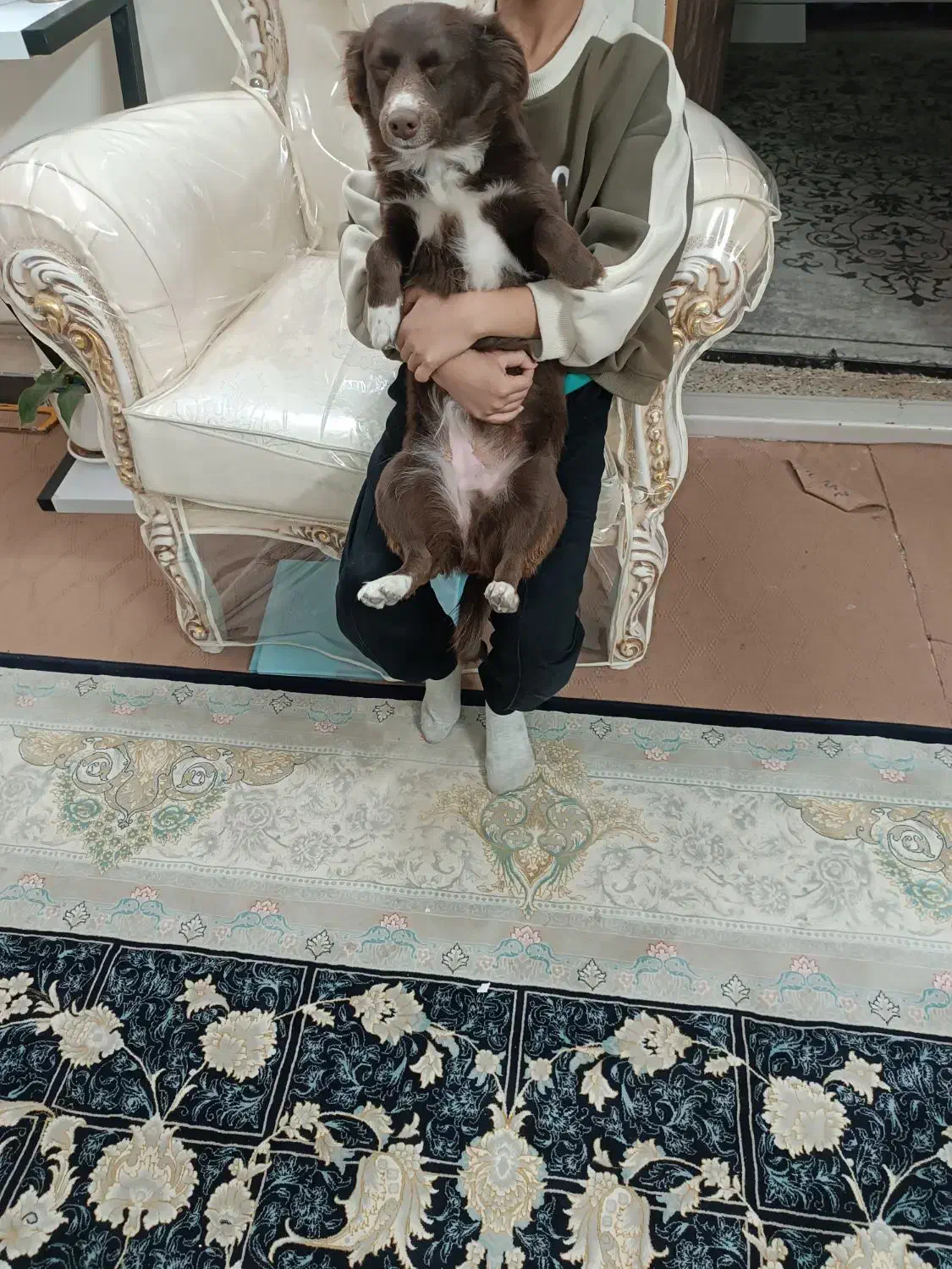 ۲تا سگ پاکوتاه خوشگل بانمک|سگ|شاهرود, |دیوار