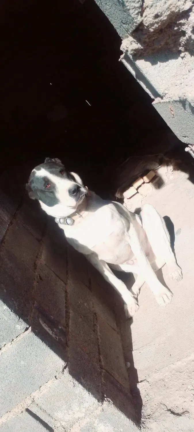 سگ نر|سگ|تربت جام, کشتارگاه|دیوار