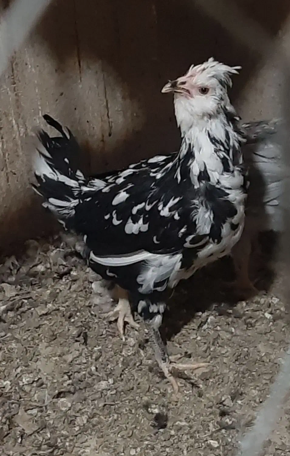 تخم مرغ و جوجه گلین ریشی چهل تاج فروشی|حیوانات مزرعه|سیرجان, |دیوار