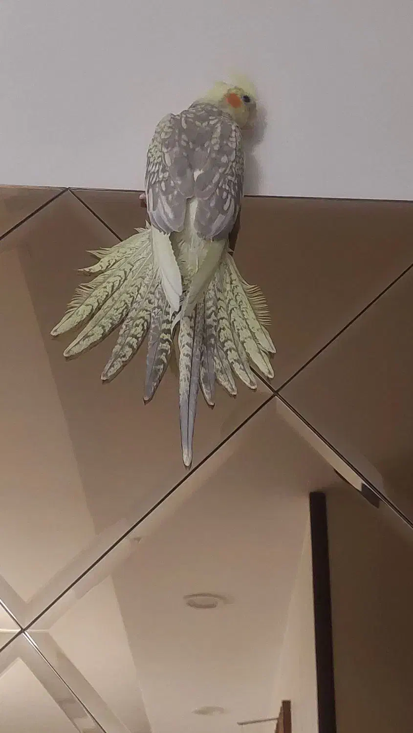 عروسی هلندی ماده ۷ ماهه|پرنده|کرج, مصباح|دیوار