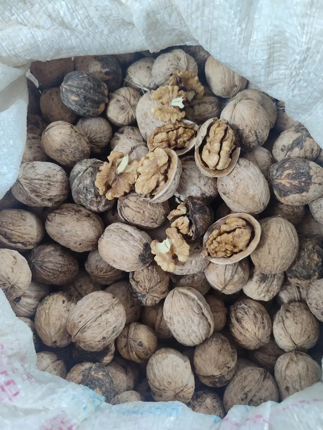 گردو امسال|خوردنی و آشامیدنی|سبزوار, غرب نیروگاه|دیوار