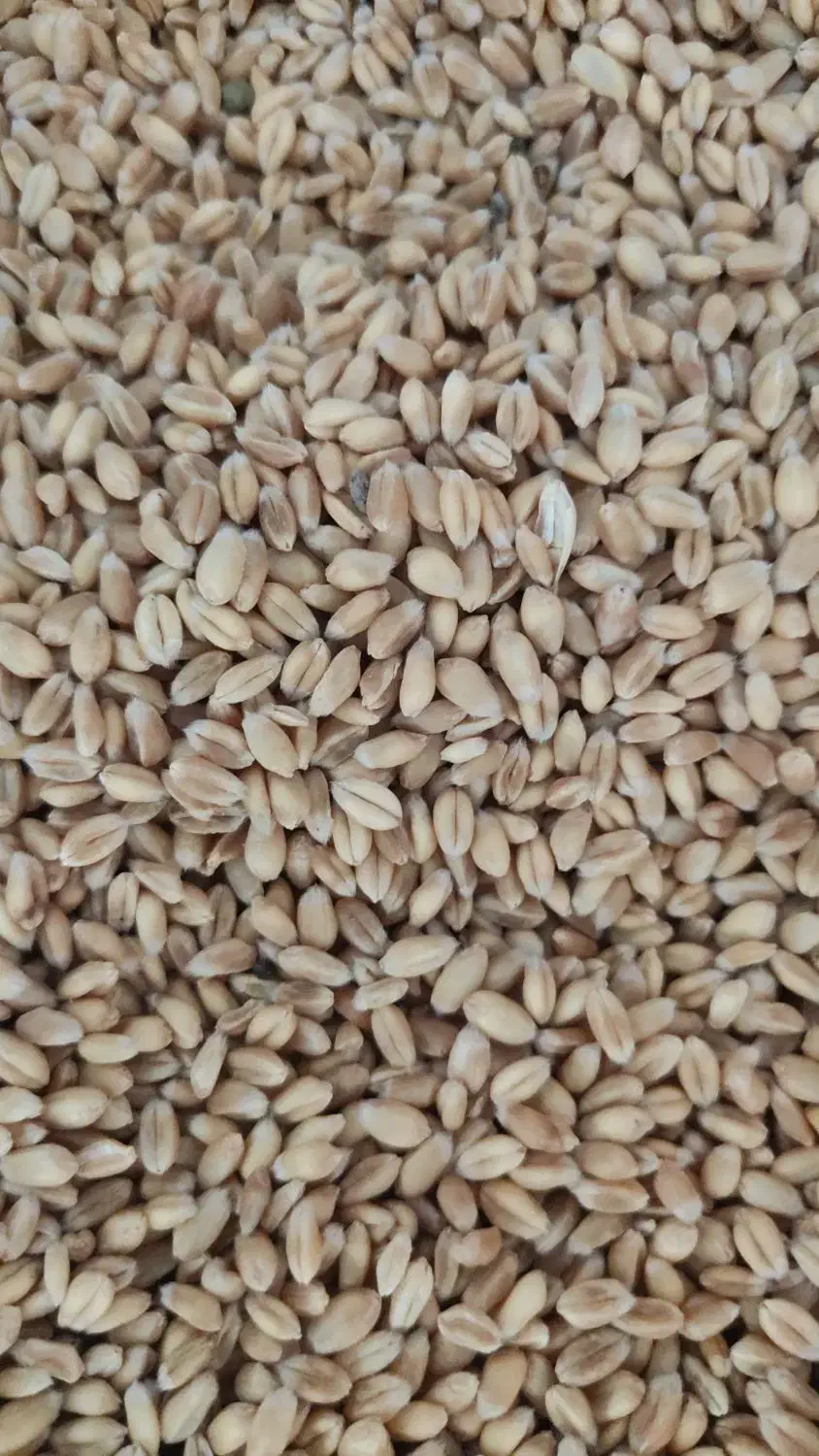 گندم|عمدهفروشی|خوی, |دیوار