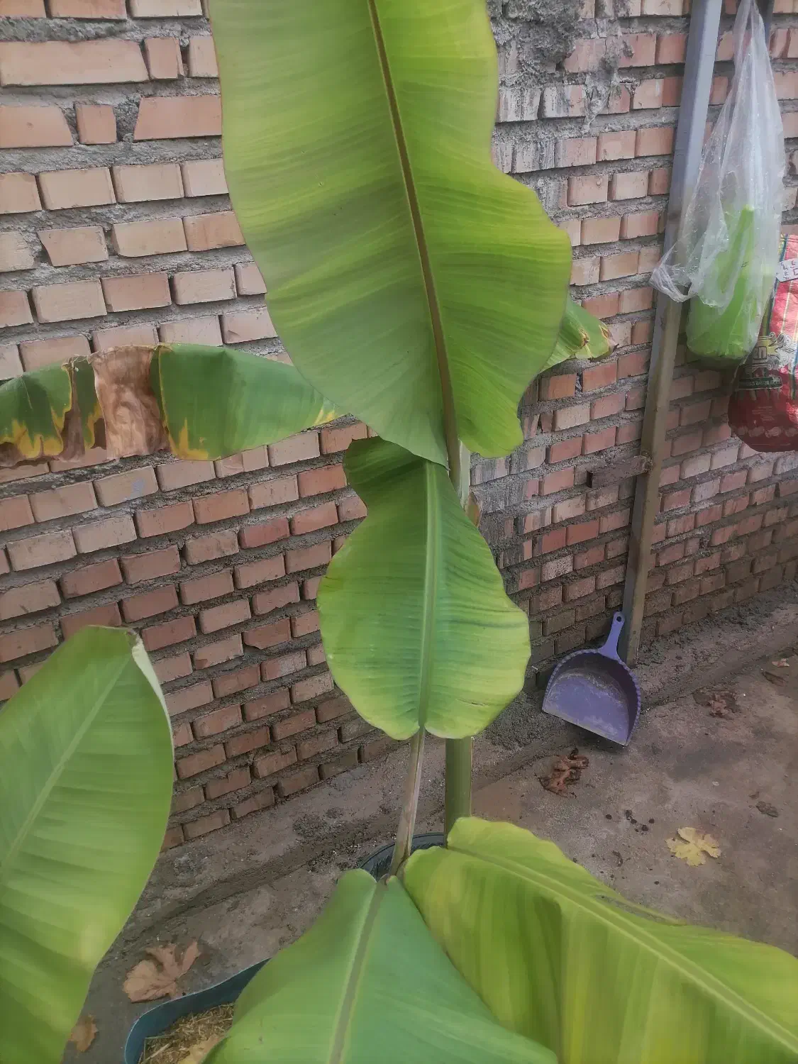 معاوضه نهال 1 متری موز گلدانی با گل آپارتمانی|گل و گیاه طبیعی|آزادشهر, |دیوار