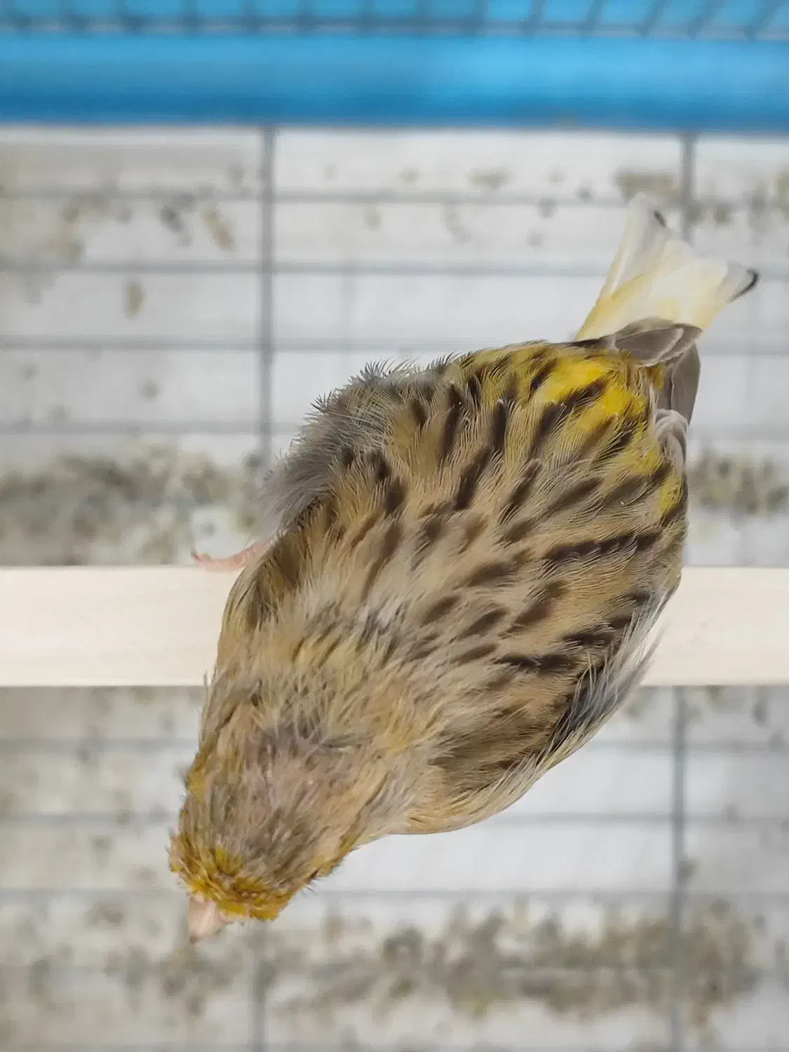 قناری ماده|پرنده|خورموج, |دیوار