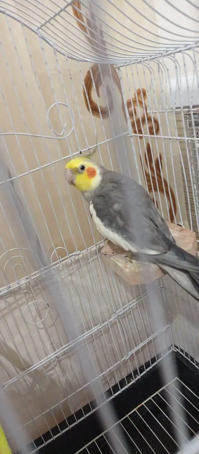 عروس هلندی|پرنده|رویان, |دیوار